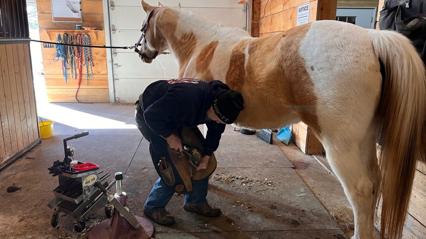 Trimming Hooves